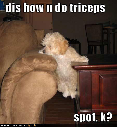 dog triceps