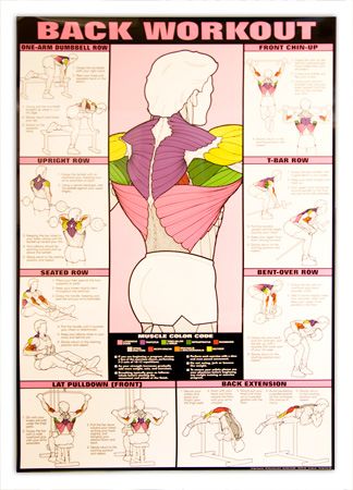 Back Workout Chart Image