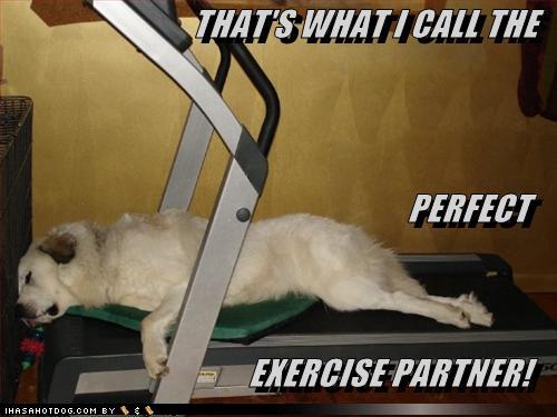 Lazy Dog Exercise Partner